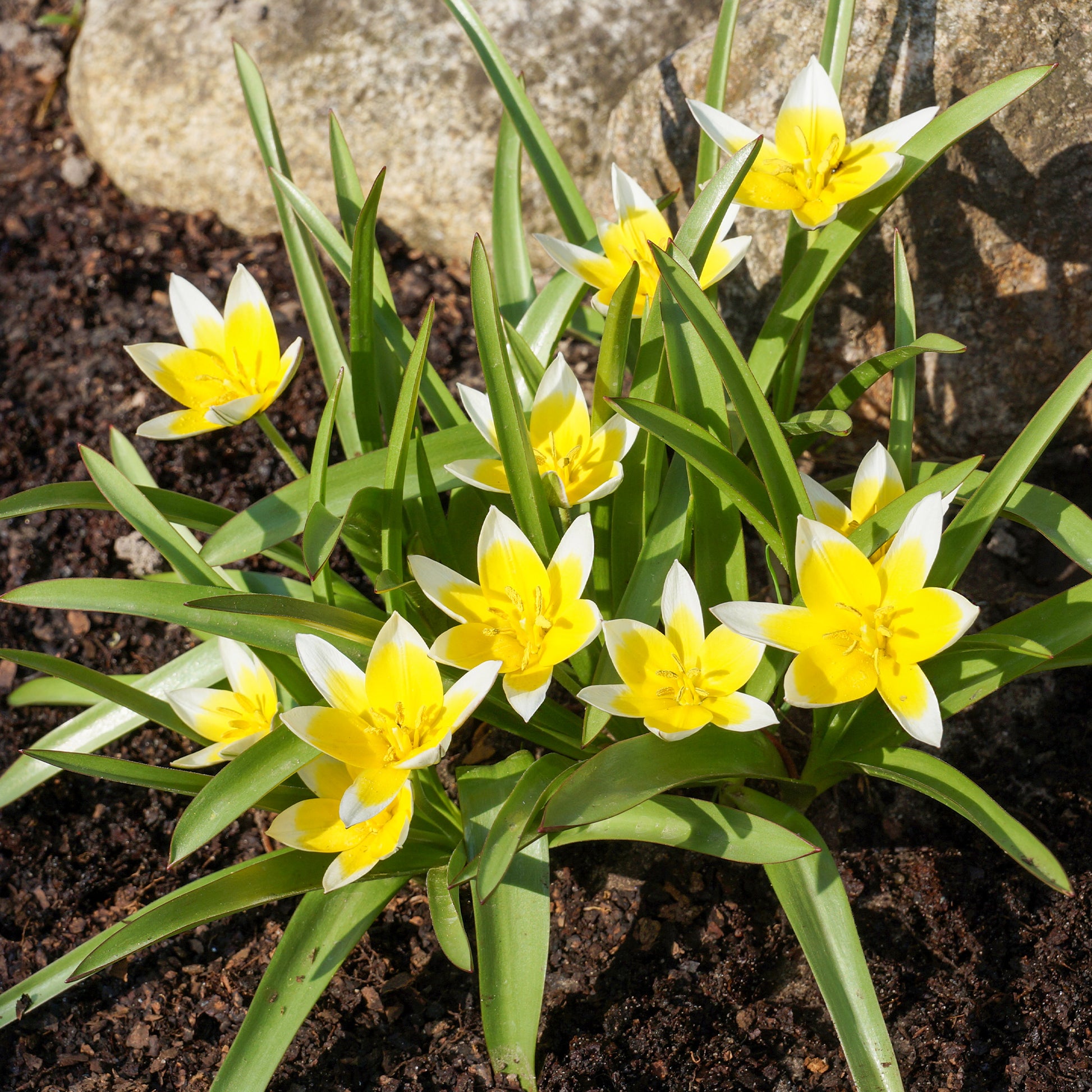 Wildtulpen Tarda (x10) - Tulipa tarda - Bakker