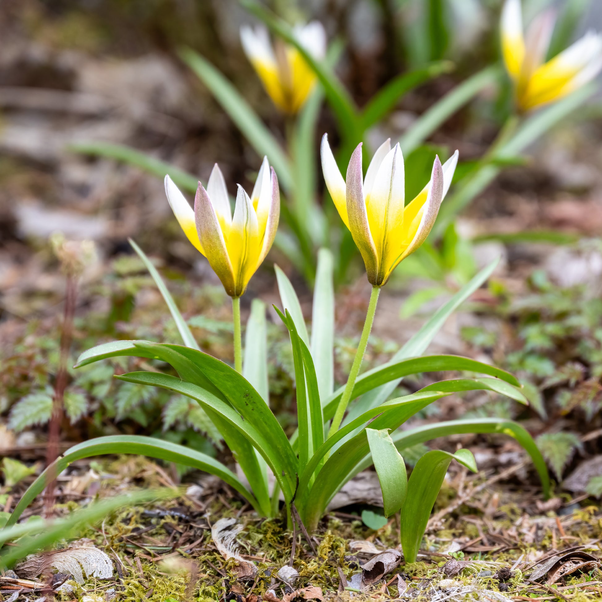 Tulipa tarda - Wildtulpen Tarda (x10) - Tulpen-Zwiebeln