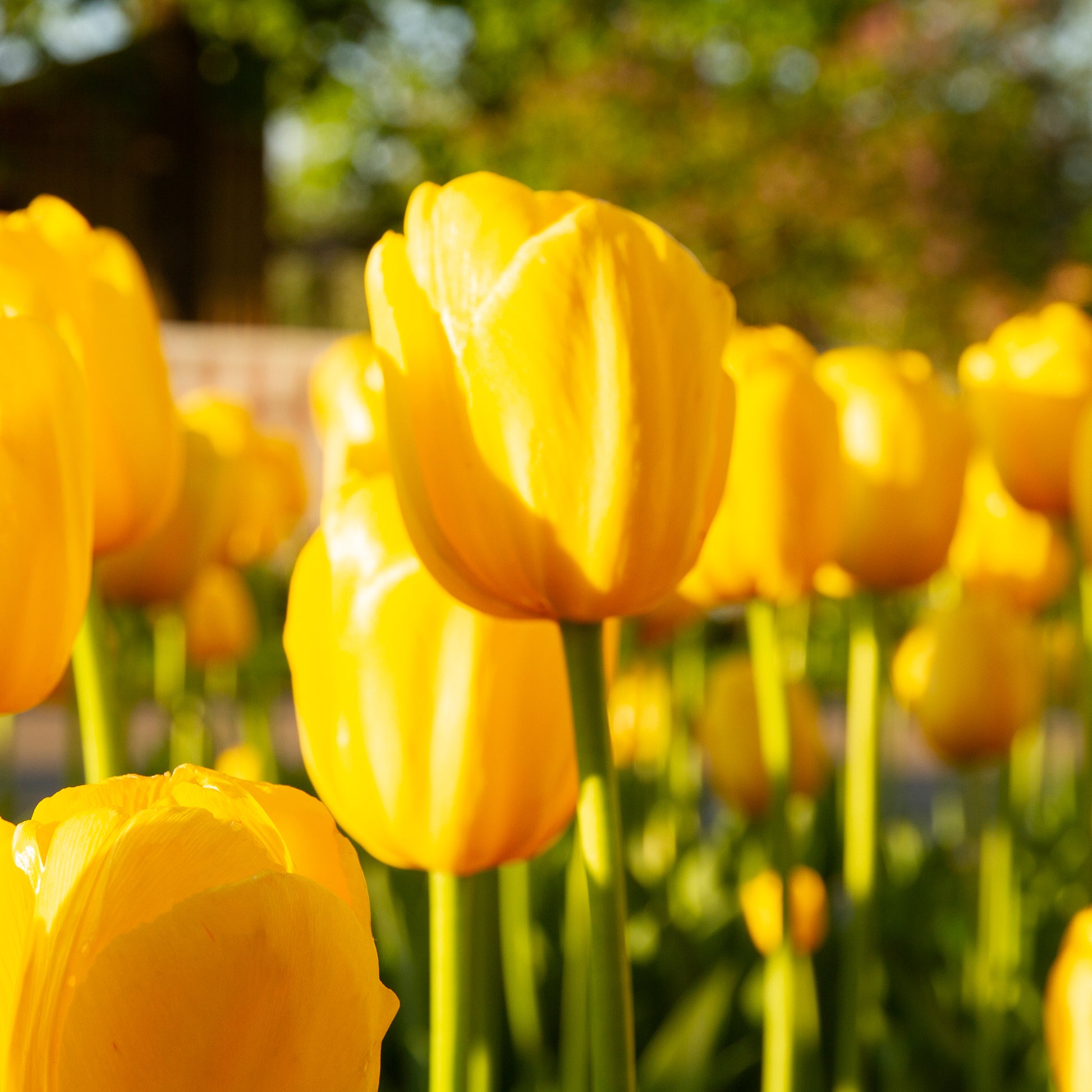 Italienisches Charm-Anhänger – 9 Mm Tulpe Im Blumentopf, Gelb, Für Klassische Charm-Arme