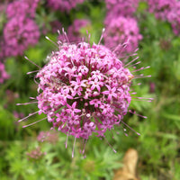 Rosenwaldmeister - Phuopsis stylosa - Bakker