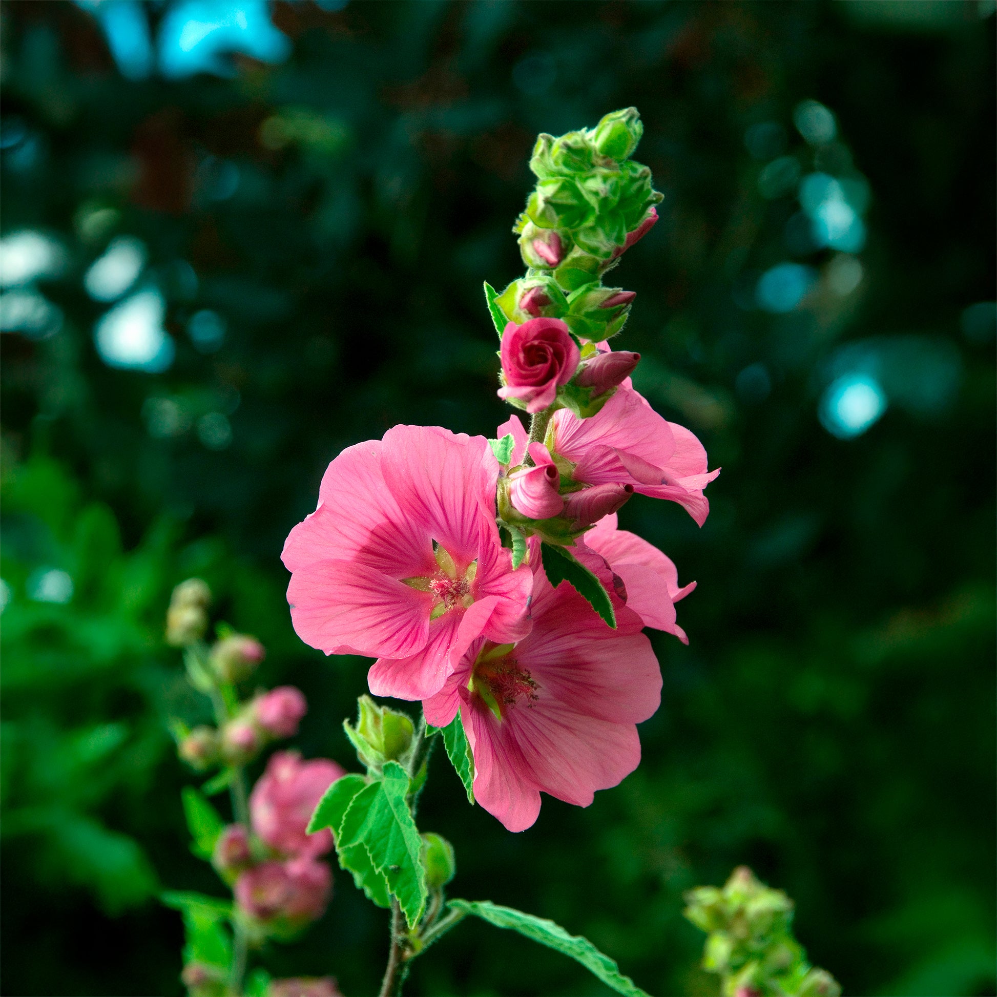 Lavatera - Buschmalve (x2) - Blühende Sträucher