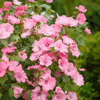 Blühende Sträucher - Buschmalve (x2) - Lavatera