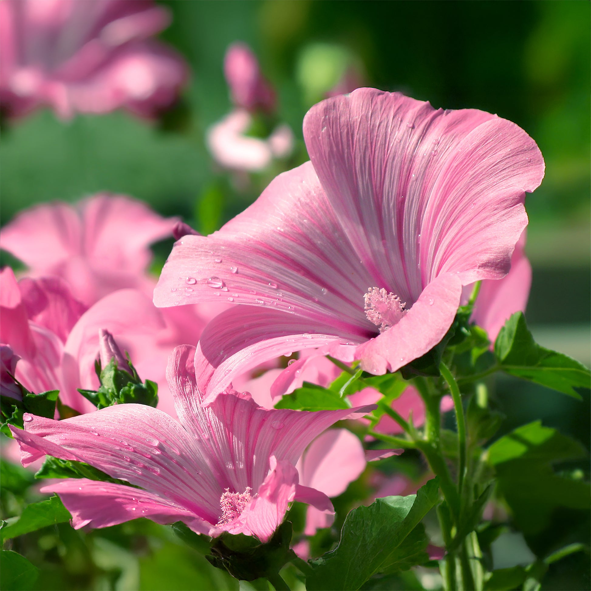 Buschmalve (x2) - Lavatera - Bakker