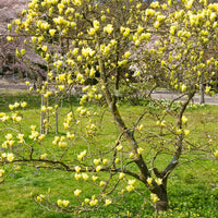 Magnolie Yellow Lantern - Magnolia Yellow Lantern - Bakker