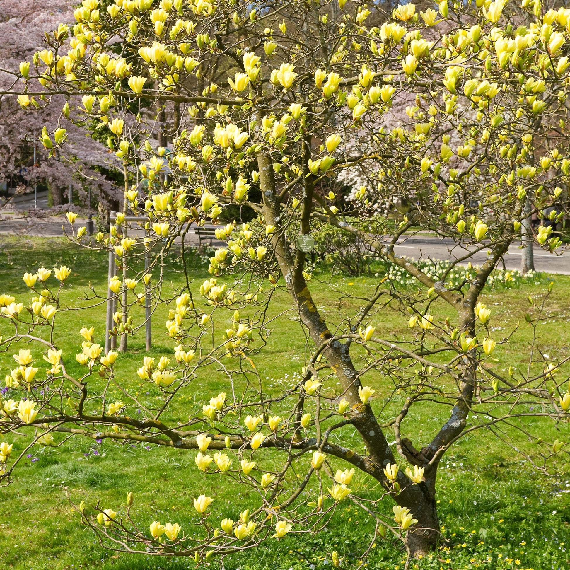 Magnolie Yellow Lantern - Magnolia Yellow Lantern - Bakker