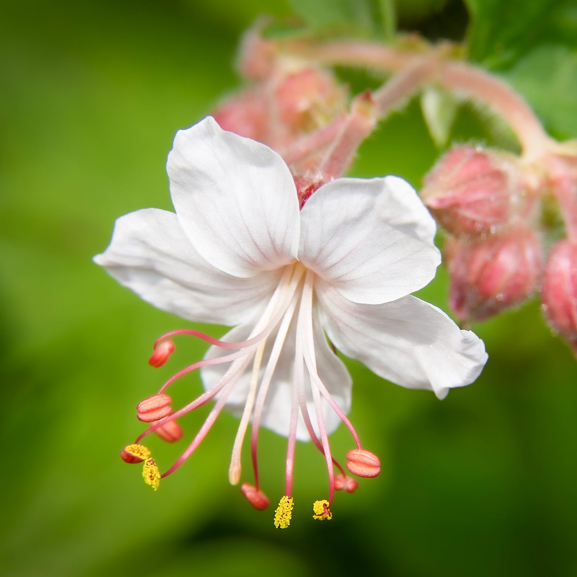 Geranien - Garten-Storchschnabel Spessart - Geranium  macrorrhizum Spessart