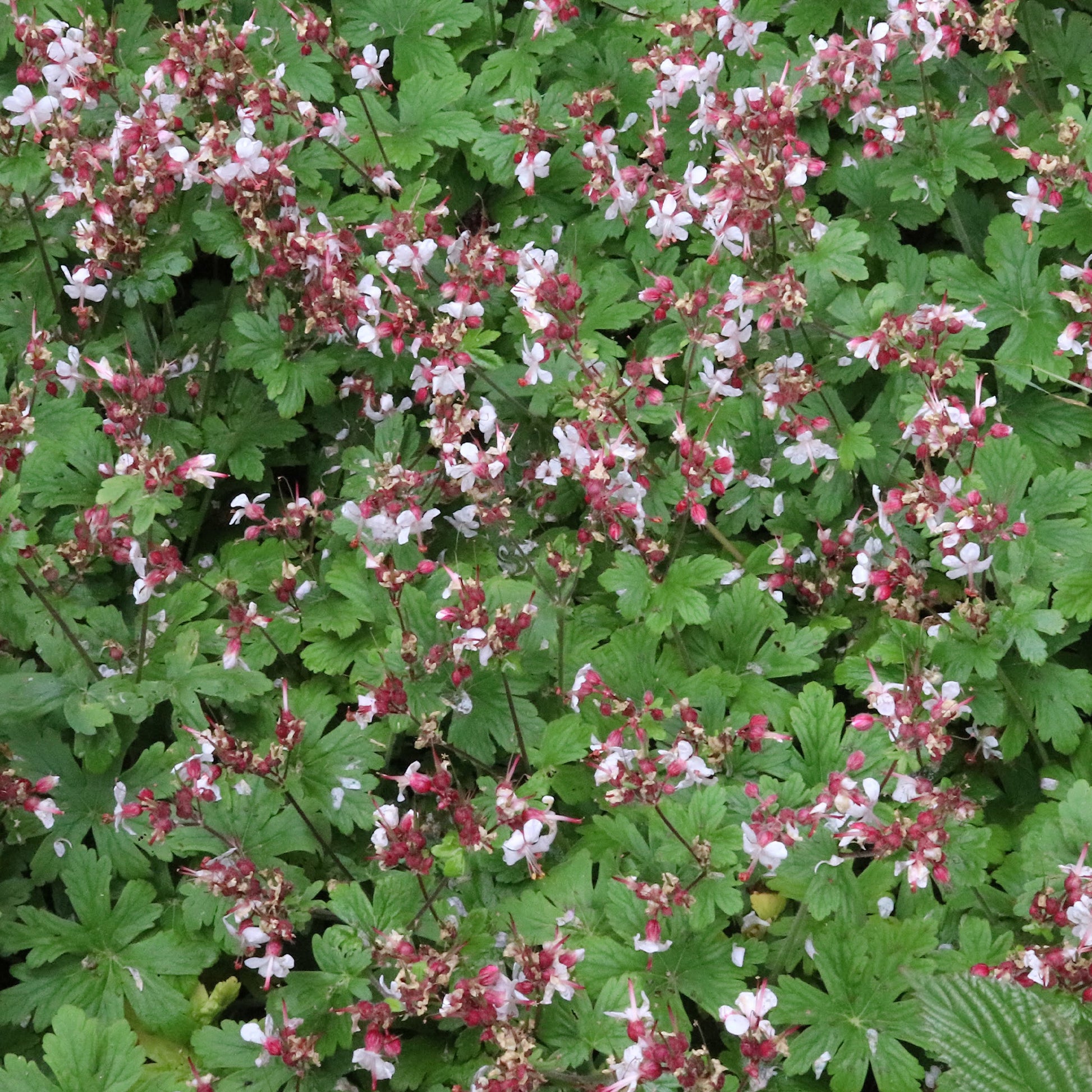 Verkauf Garten-Storchschnabel Spessart - Geranium  macrorrhizum Spessart