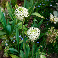 Großer Milchstern (x3) - Ornithogalum saundersiae - Bakker