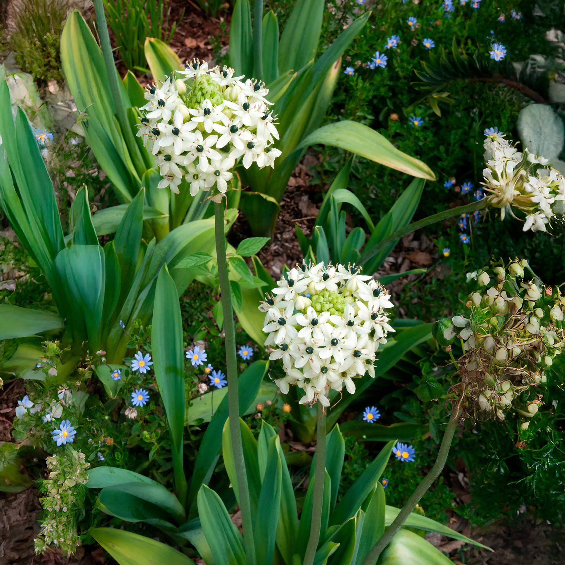 Großer Milchstern (x3) - Ornithogalum saundersiae - Bakker