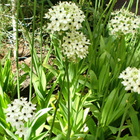 Ornithogalum saundersiae - Großer Milchstern (x3) - Frühlingszwiebeln