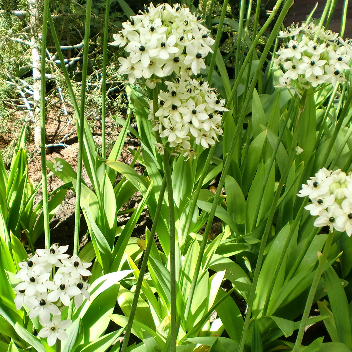 Ornithogalum saundersiae - Großer Milchstern (x3) - Frühlingszwiebeln