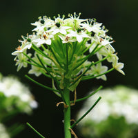 Frühlingszwiebeln - Großer Milchstern (x3) - Ornithogalum saundersiae