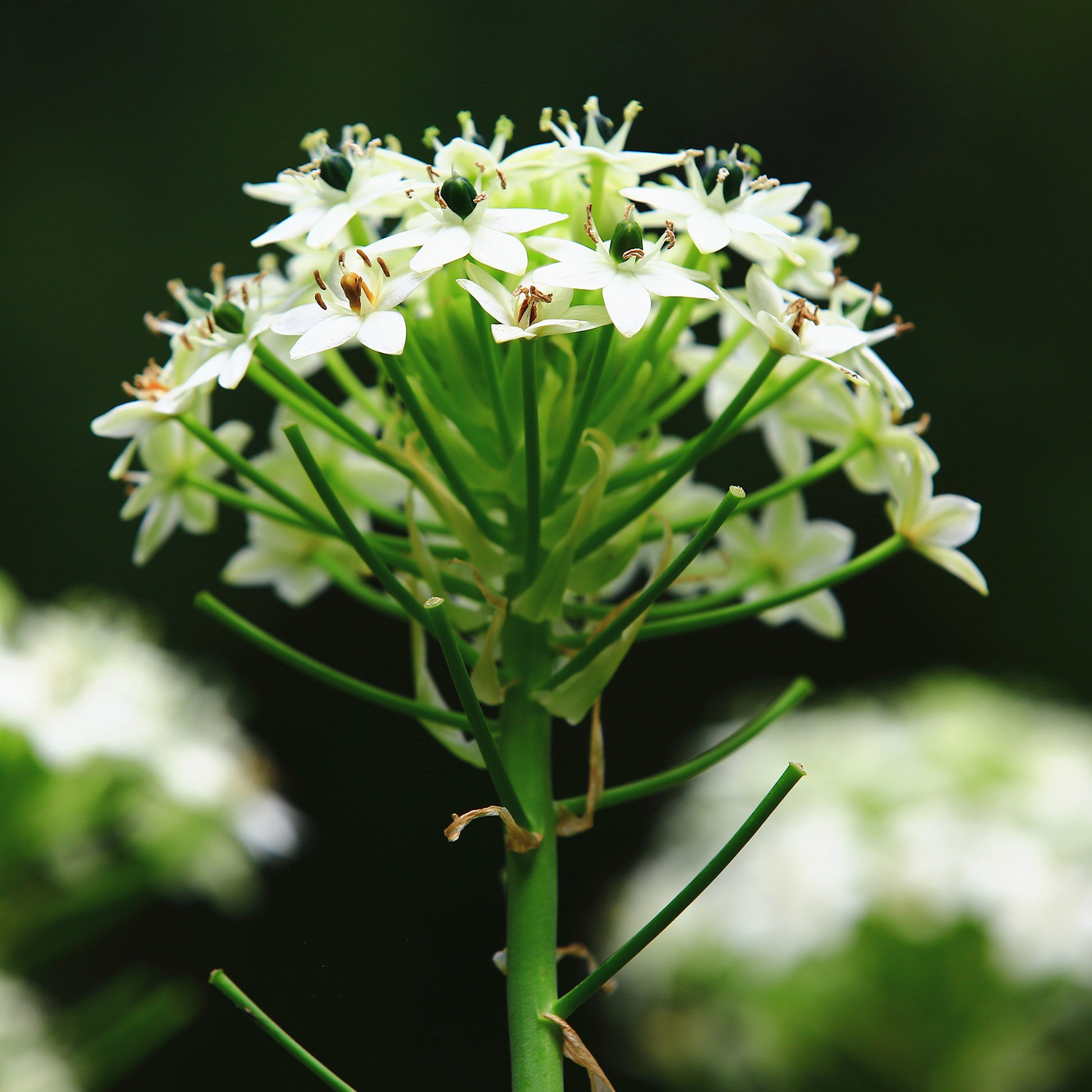 Frühlingszwiebeln - Großer Milchstern (x3) - Ornithogalum saundersiae