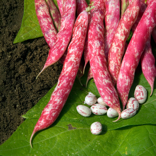 Buschbohne Flambo - Bakker