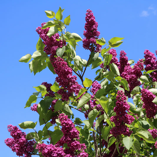 Doppelter roter Flieder - Bakker
