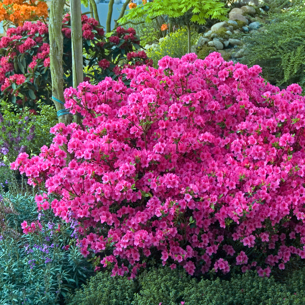 Japanische Azalee rosa - Azalea japonica pink - Bakker