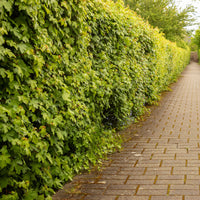 Verkauf Feldahorn (x10) - Acer campestre