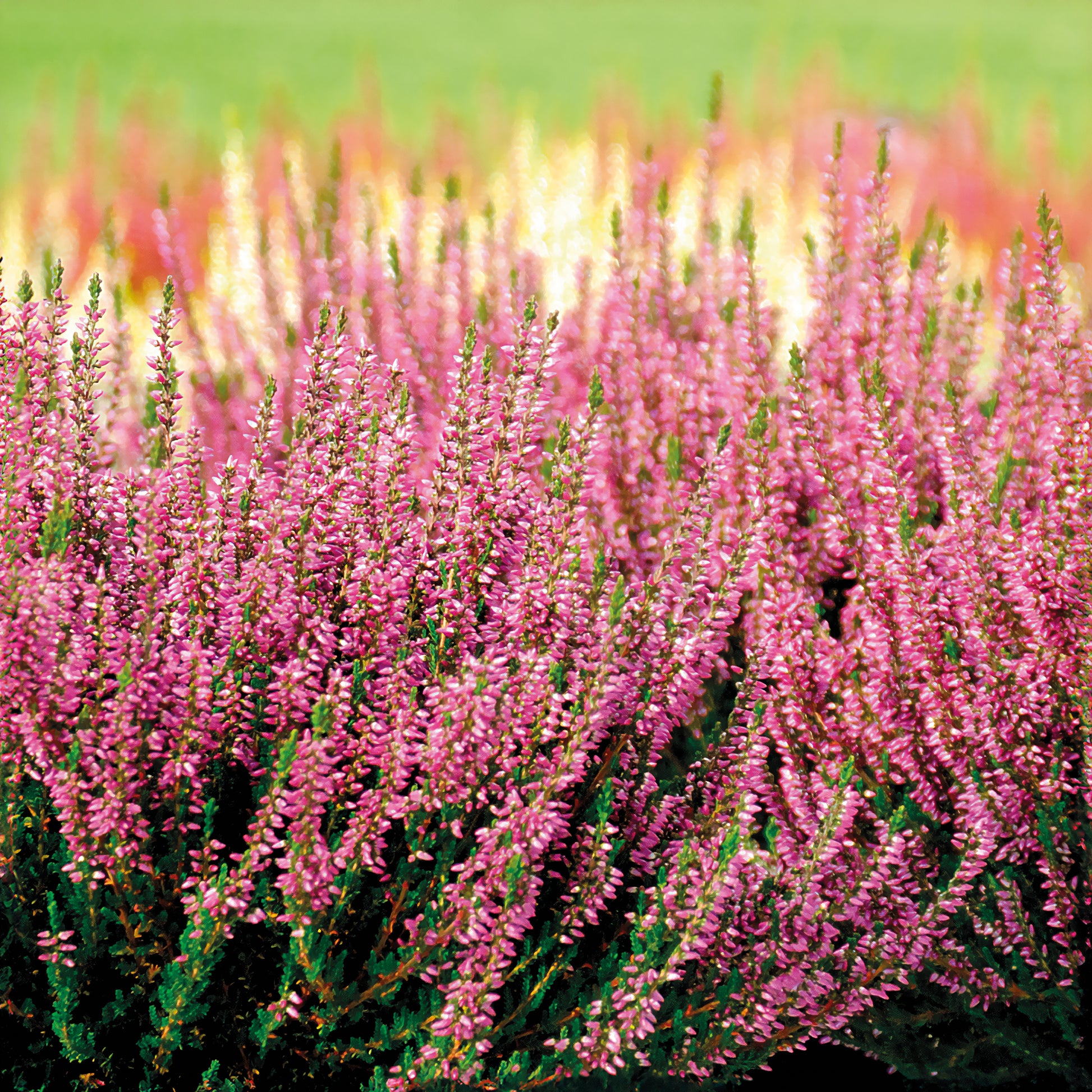 Sommerheide Marlies - Calluna vulgaris marlies - Bakker