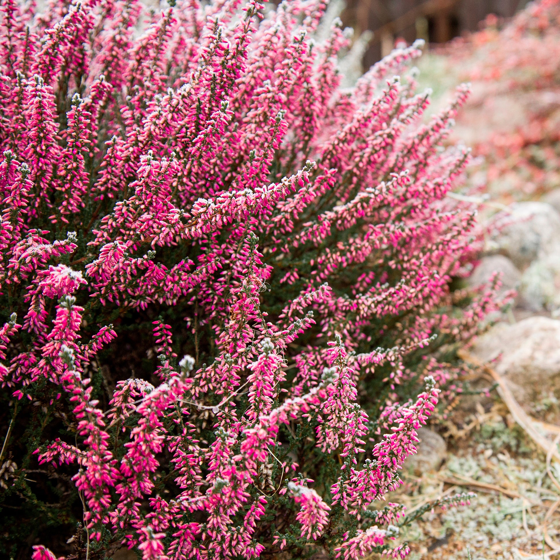 Sommerheide Marlies - Bakker