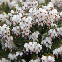 Winterheide White Glow - Erica darleyensis white glow - Bakker