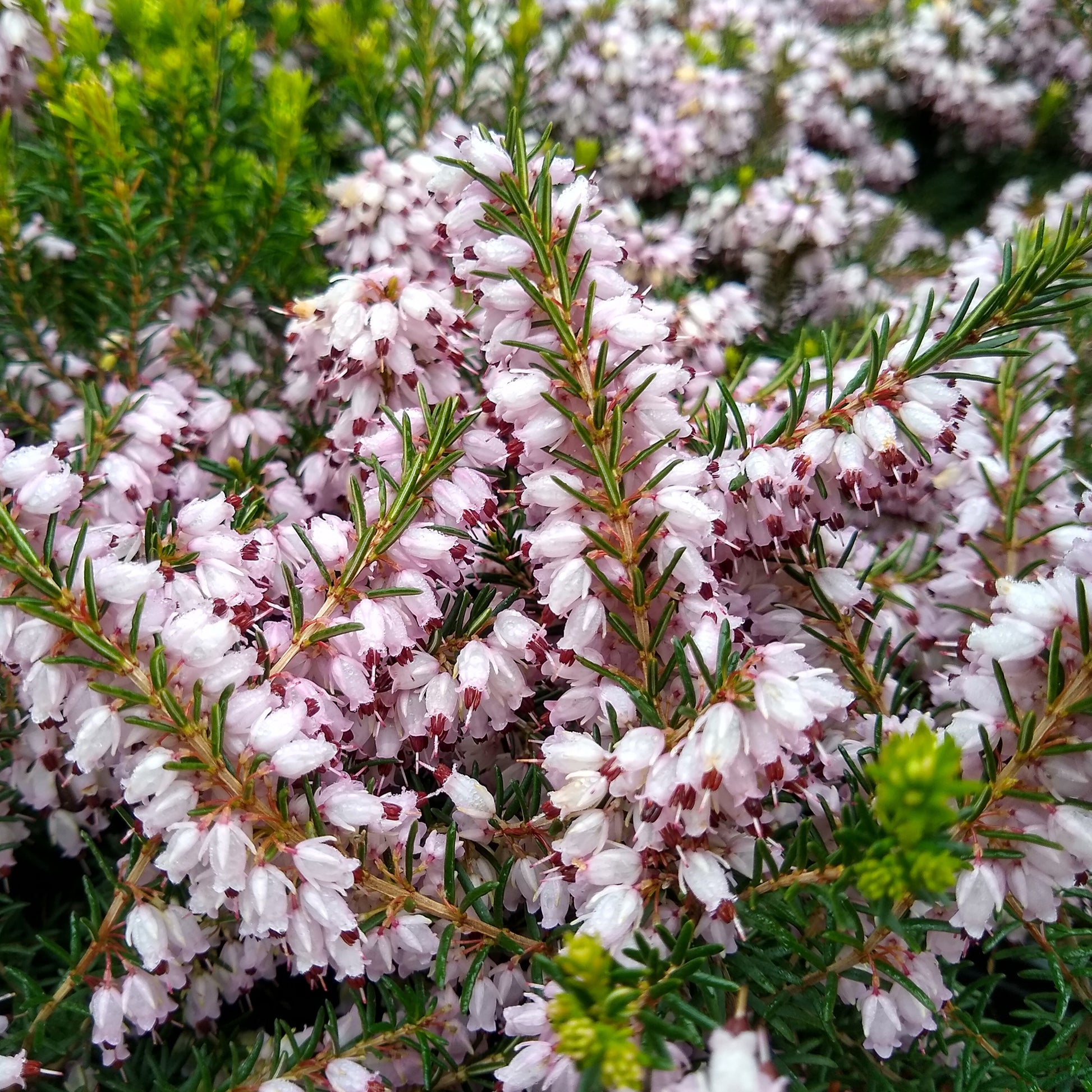 Winterheide Silberschmelze - Erica darleyensis silberschmelze - Bakker