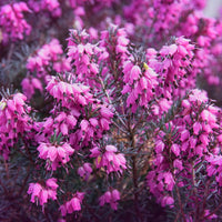 Winterheide Lucie - Bakker