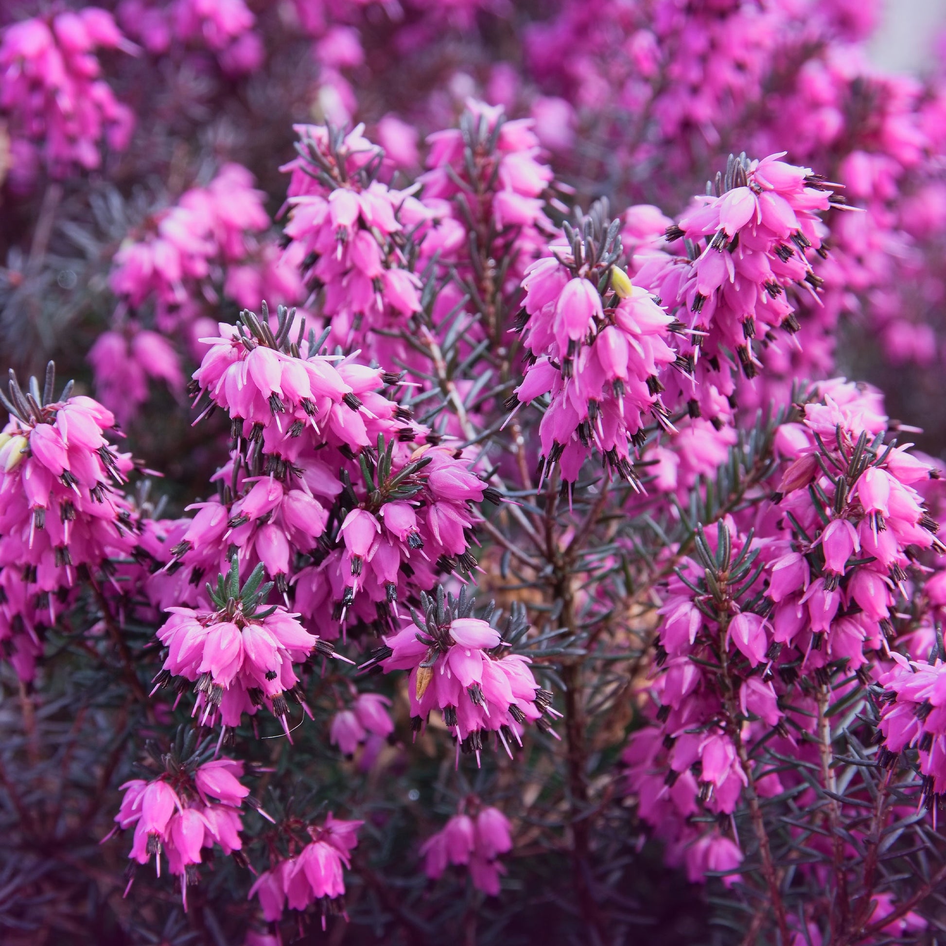 Winterheide Lucie - Bakker