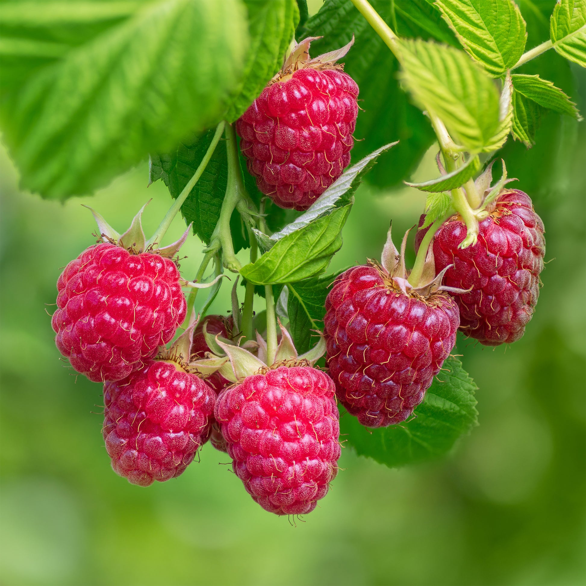 Rubus idaeus zeva - Himbeerbaum Zeva - Himbeeren