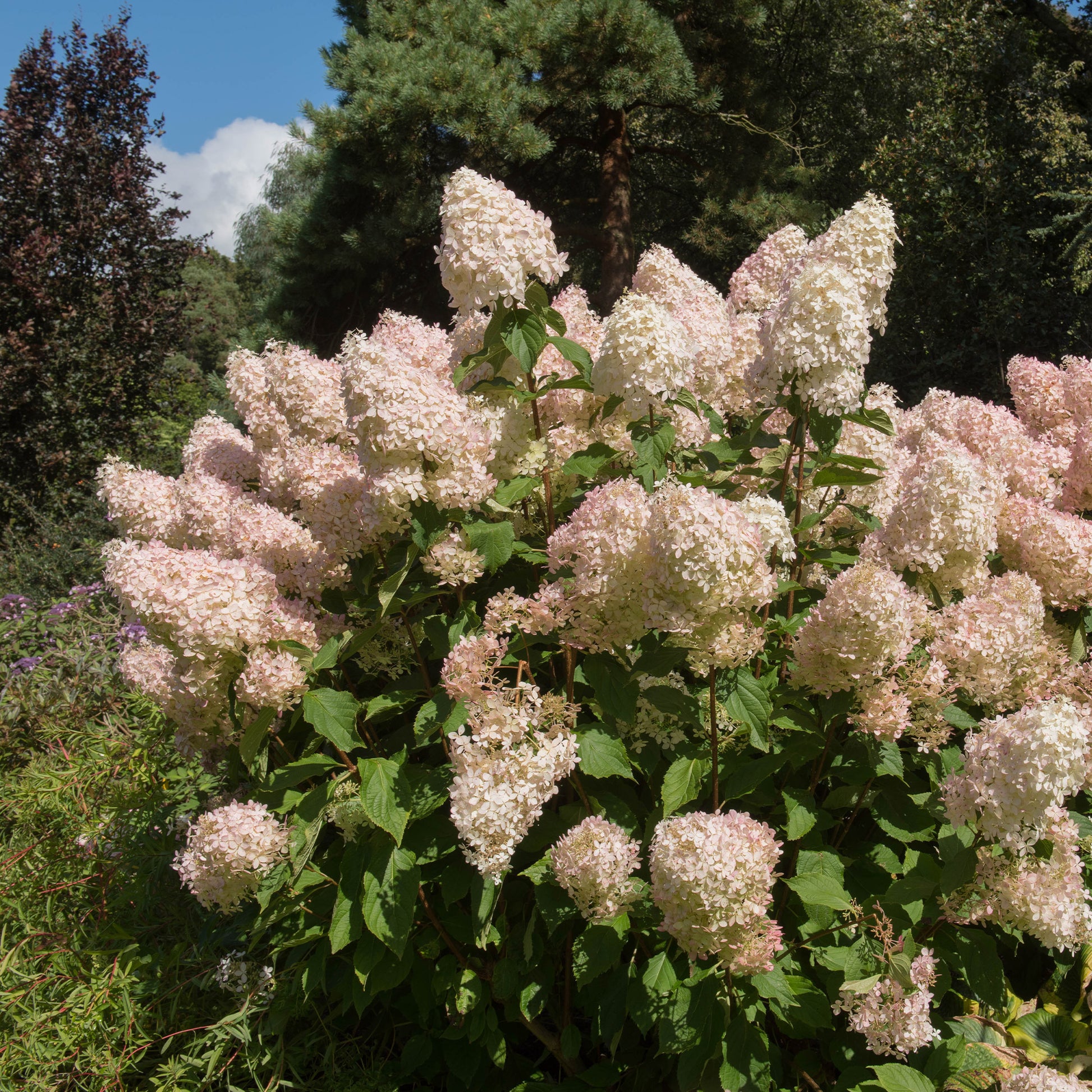 Rispenhortensie Phantom - Hydrangea paniculata phantom - Bakker