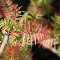 Blühende Sträucher - Fiederspiere Pink Hopi® - Sorbaria sorbifolia pink hopi ®