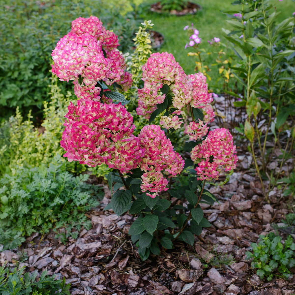 Rispenhortensie Framboisine® Rensam