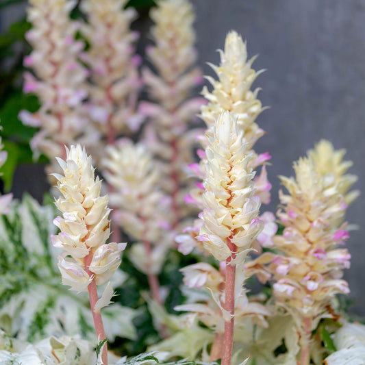 Tasmanischer Akanthus Angel - Bakker