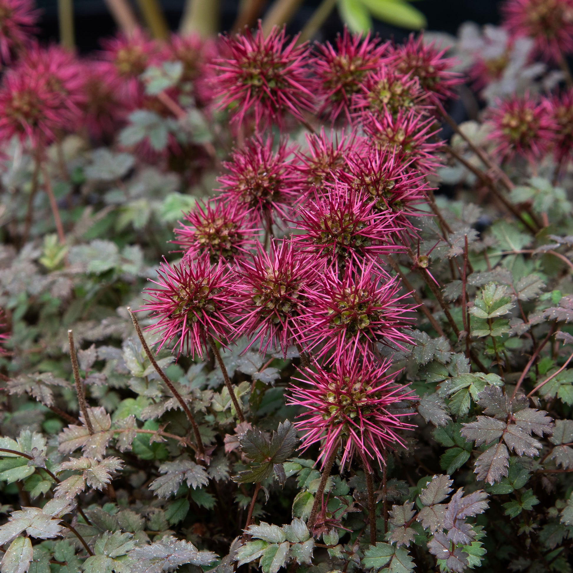 Stachelnüsschen Kupferteppich - Acaena microphylla Kupferteppich - Bakker