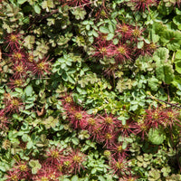 Stachelnüsschen Kupferteppich - Bakker