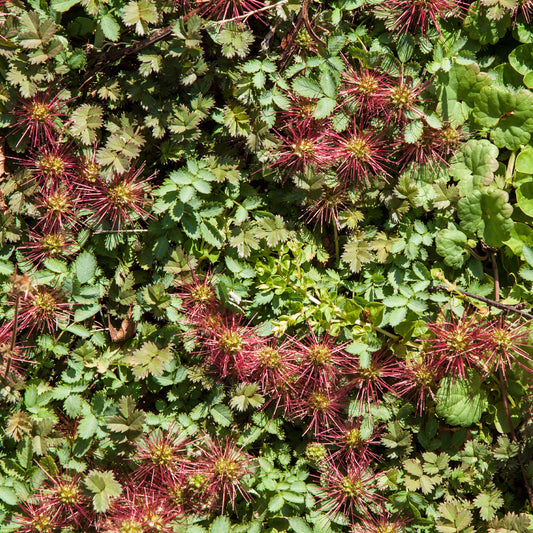 Stachelnüsschen Kupferteppich - Bakker