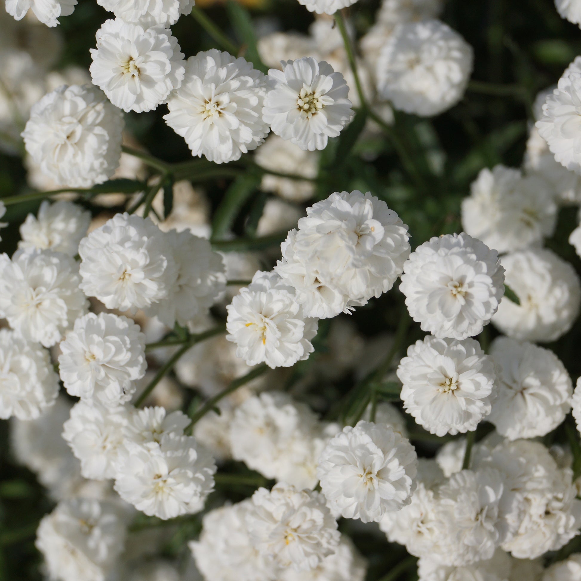 Schafgarbe The Pearl  - Achillea ptarmica the pearl - Bakker