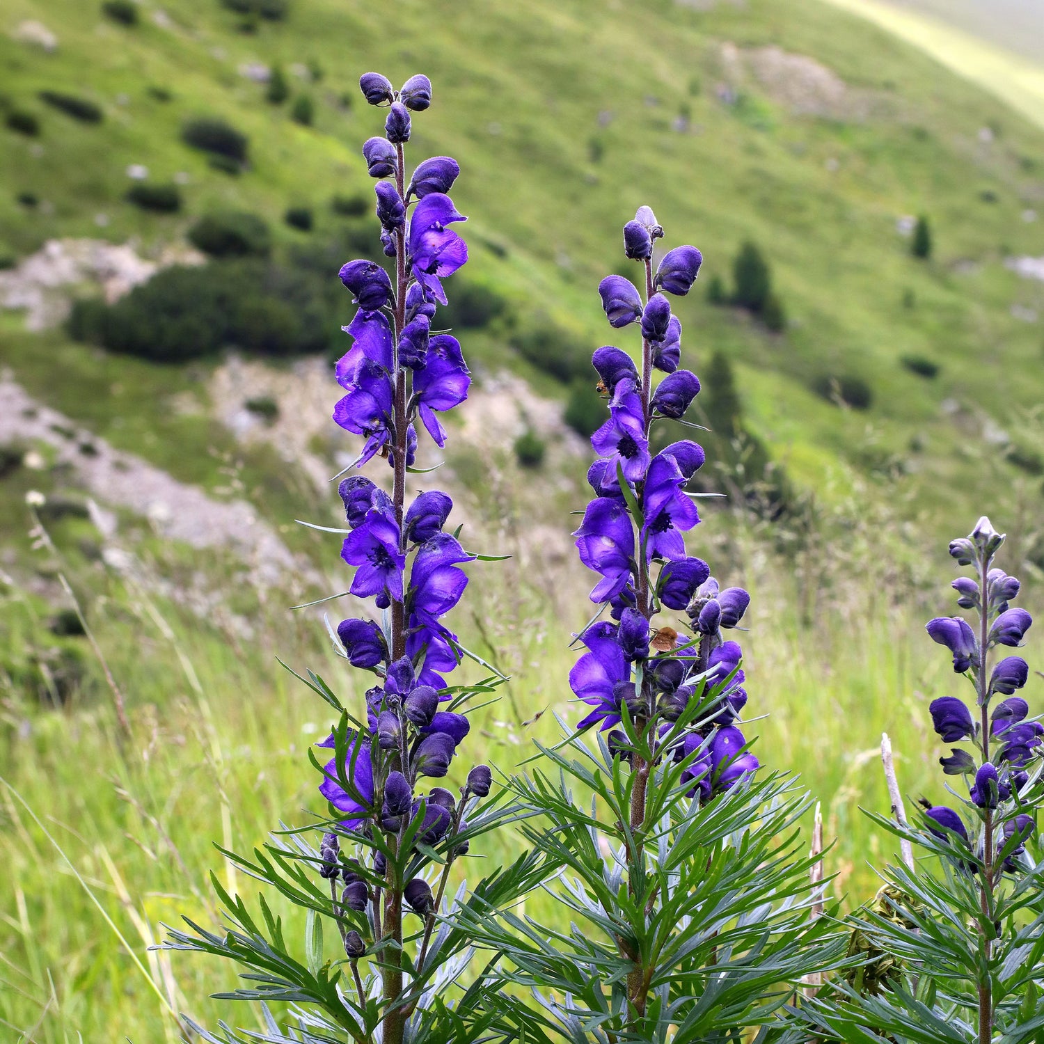 Aconitum napellus - Blauer Eisenhut