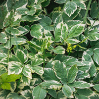 Buntblättriger Giersch - Bakker