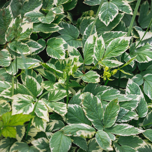 Buntblättriger Giersch - Bakker