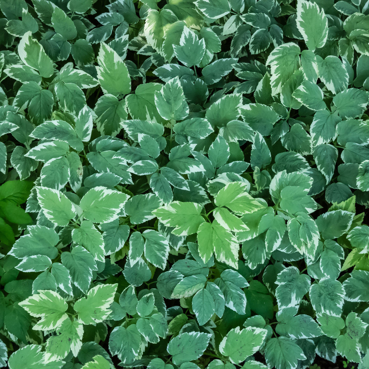 Buntblättriger Giersch - Aegopodium podograria variegatum - Bakker