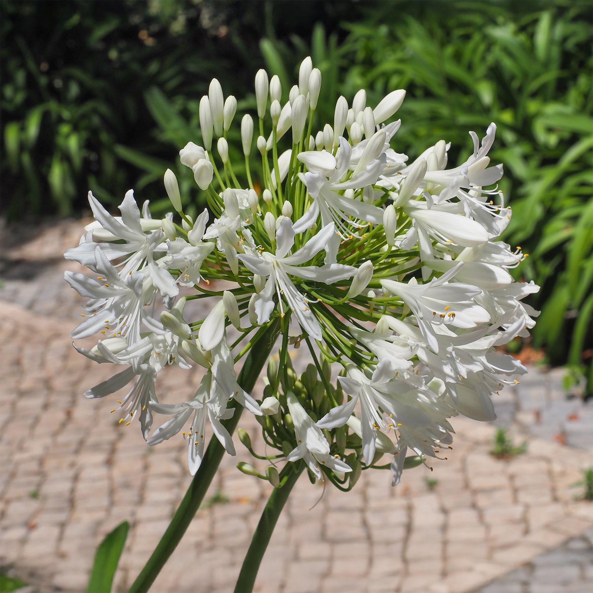 Blühende Stauden - Schmucklilie weiß - Agapanthus africanus albus