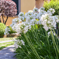 Schmucklilie weiß - Bakker