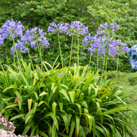 Agapanthus - Schmucklilie - Agapanthus africanus
