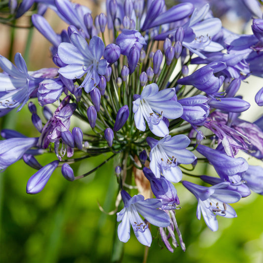 Agapanthus Peter Pan - Bakker