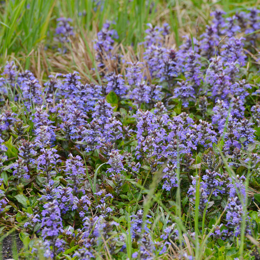 Kriechender Günsel - Bakker