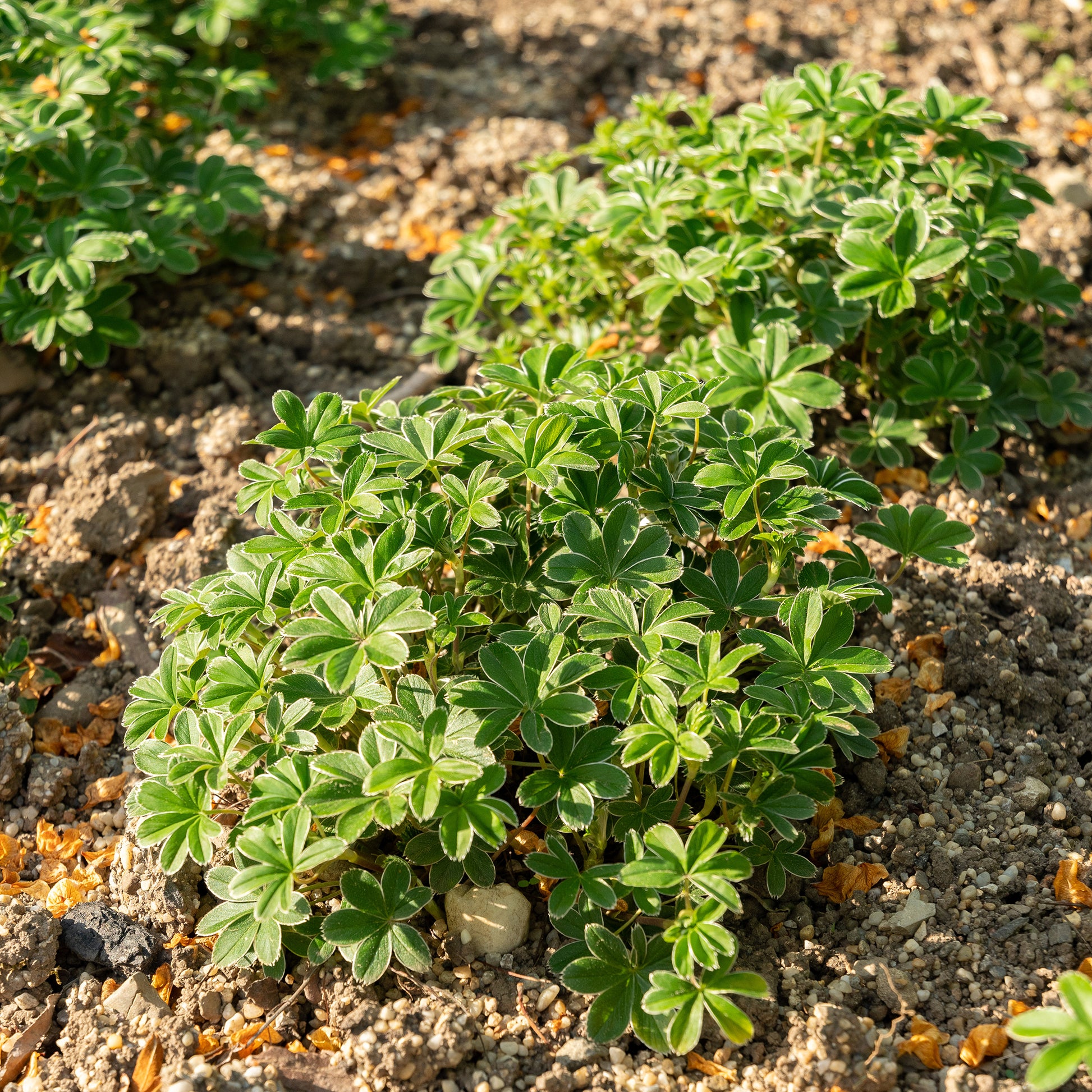Alchemilla alpina - Alpen-Silbermantel - Alchemilla - Frauenmantel