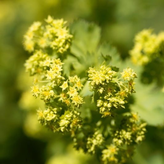 Alchemilla epipsila