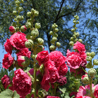 Stockrose Chaters Double Group Pink - Alcea rosea chaters double group pink - Bakker