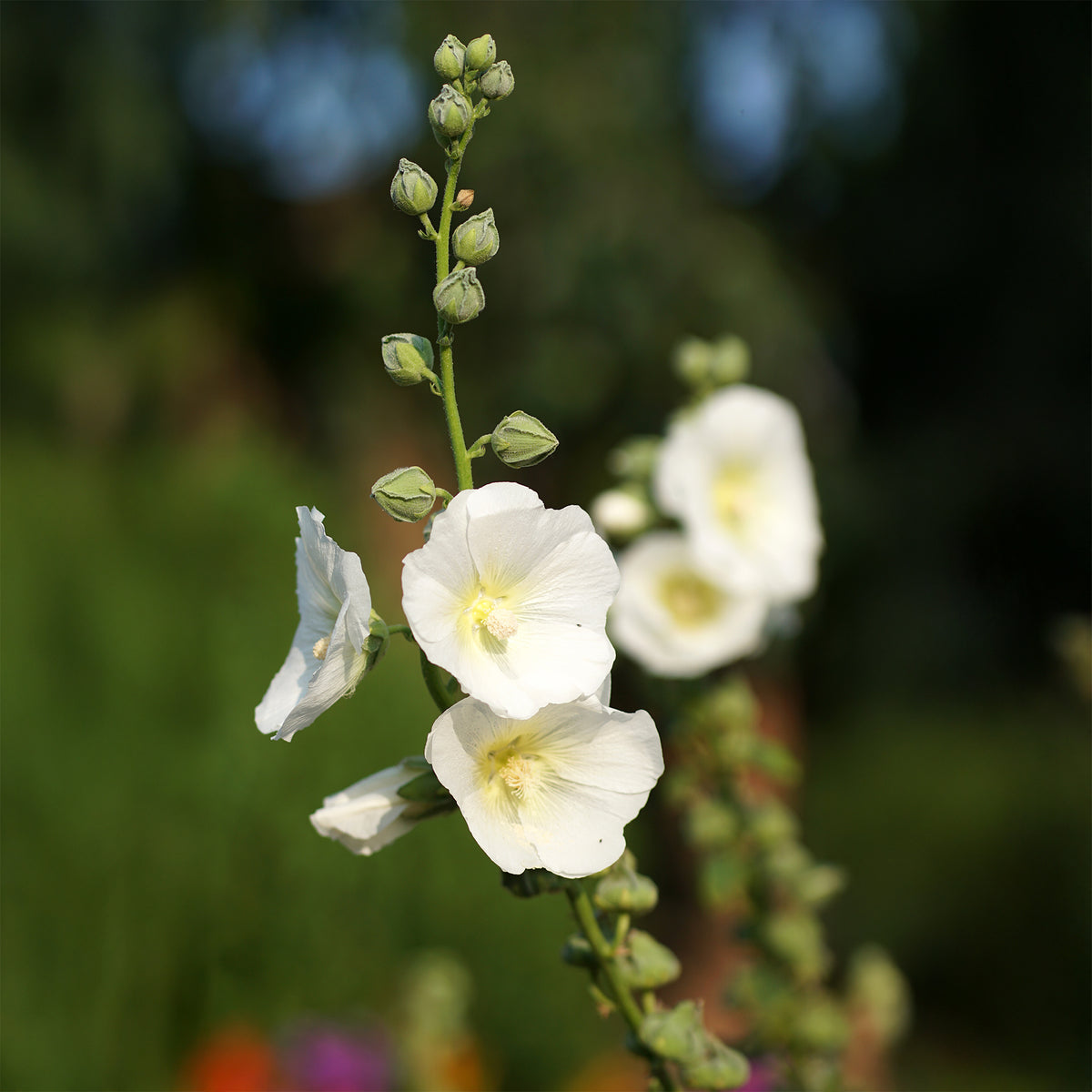 Stockrose Polarstar - Bakker