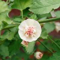 Mehrjährige Stockrose Parkallee - Alcalthaea suffrutescens Parkallee - Bakker